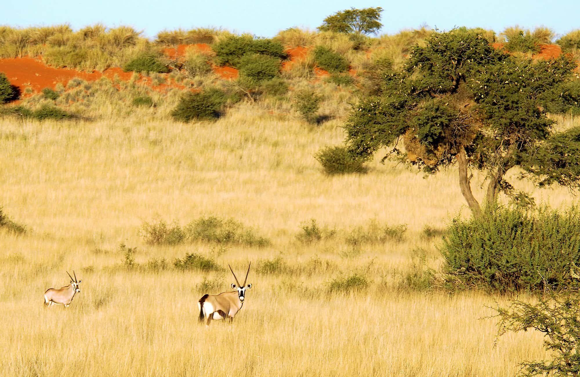 Oryx in Veld